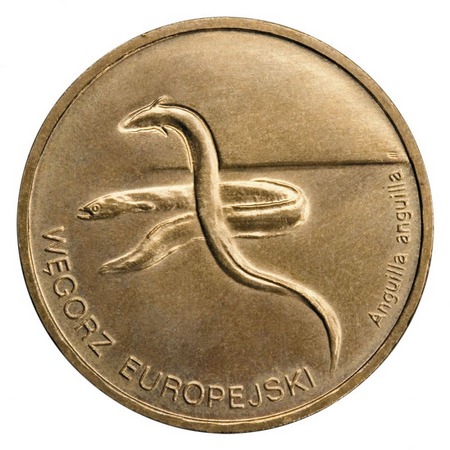 Zwierzęta świata - Węgorz Europejski